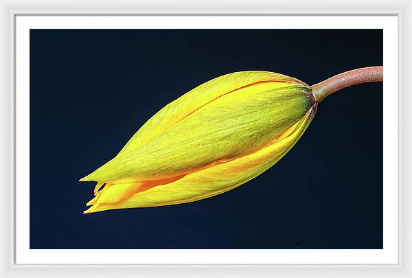 Swelling Flower Bud of a Woodland Tulip / Art Photo - Framed Print