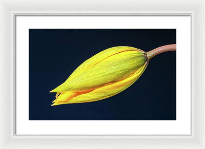 Swelling Flower Bud of a Woodland Tulip / Art Photo - Framed Print