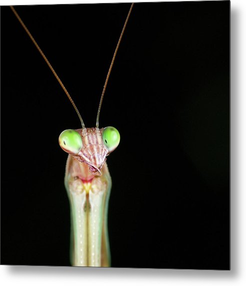 Tenodera Sinensis - Mantis / Art Photo - Metal Print