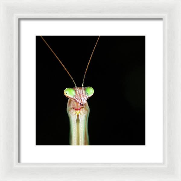 Tenodera Sinensis - Mantis / Art Photo - Framed Print