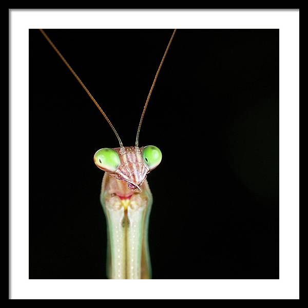 Tenodera Sinensis - Mantis / Art Photo - Framed Print