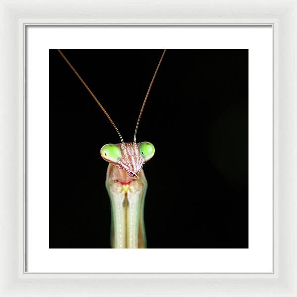 Tenodera Sinensis - Mantis / Art Photo - Framed Print