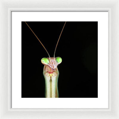 Tenodera Sinensis - Mantis / Art Photo - Framed Print