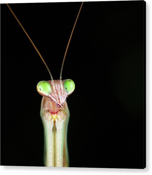 Tenodera Sinensis - Mantis / Art Photo - Acrylic Print