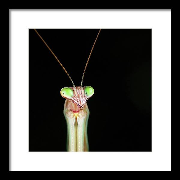 Tenodera Sinensis - Mantis / Art Photo - Framed Print