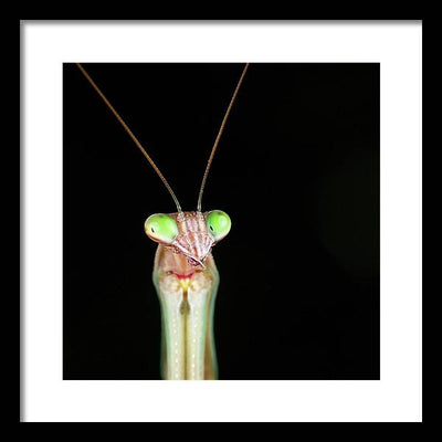 Tenodera Sinensis - Mantis / Art Photo - Framed Print