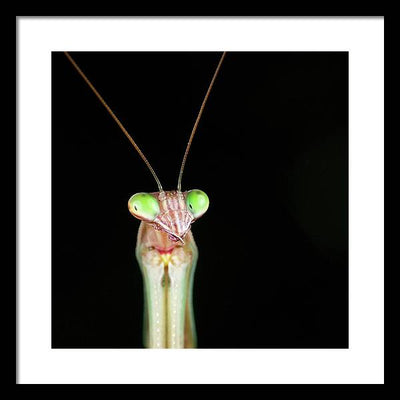 Tenodera Sinensis - Mantis / Art Photo - Framed Print