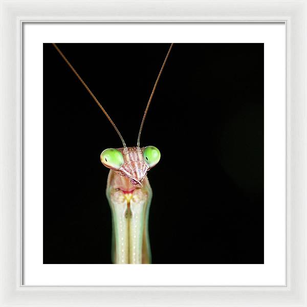 Tenodera Sinensis - Mantis / Art Photo - Framed Print