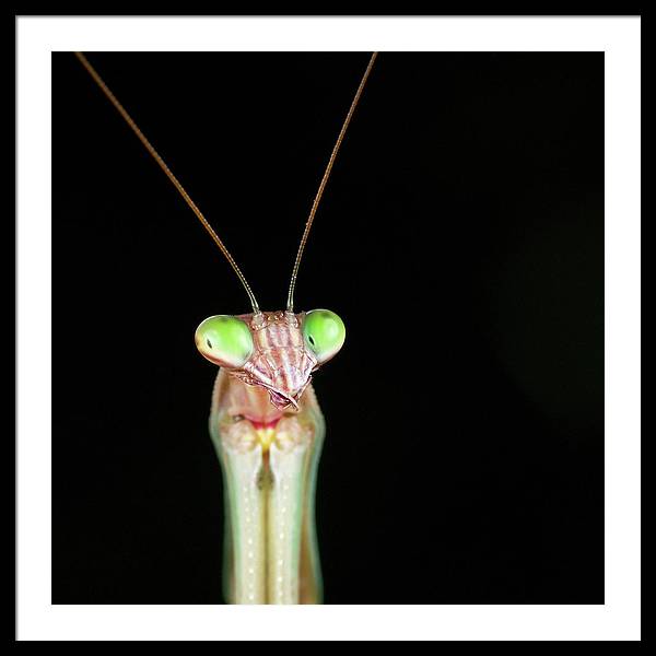 Tenodera Sinensis - Mantis / Art Photo - Framed Print