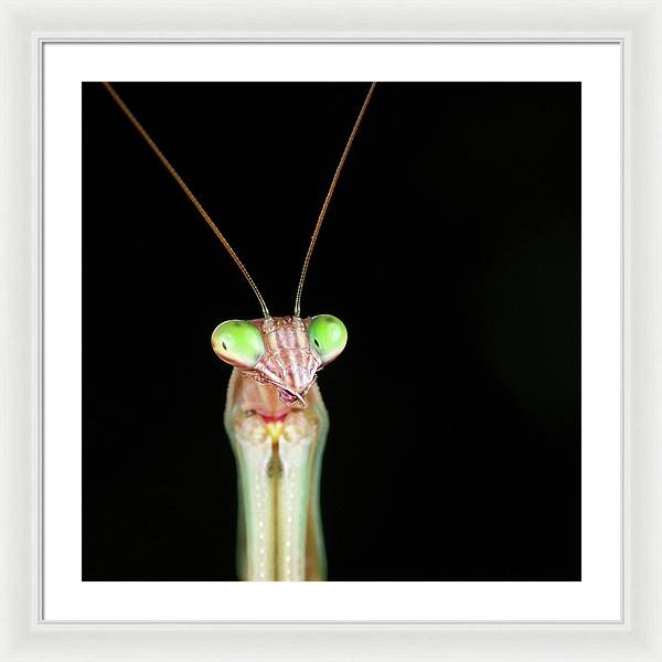 Tenodera Sinensis - Mantis / Art Photo - Framed Print