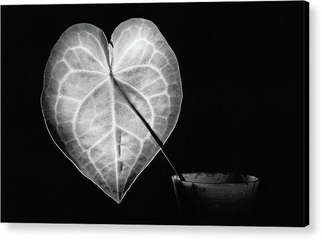 The Leaf, Monochrome / Art Photo - Acrylic Print