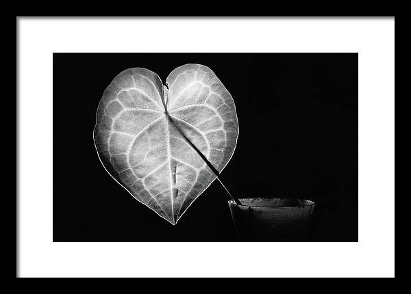 The Leaf, Monochrome / Art Photo - Framed Print