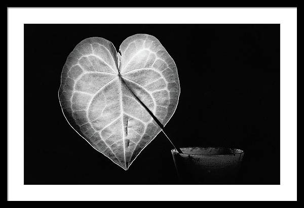 The Leaf, Monochrome / Art Photo - Framed Print