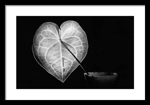 The Leaf, Monochrome / Art Photo - Framed Print