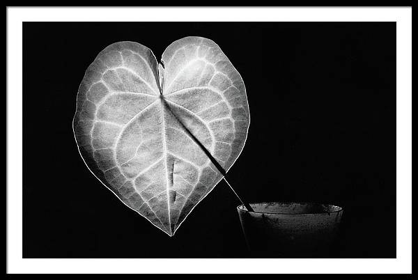 The Leaf, Monochrome / Art Photo - Framed Print