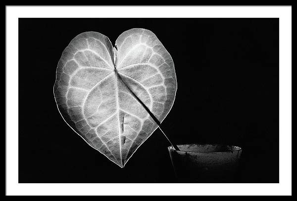 The Leaf, Monochrome / Art Photo - Framed Print