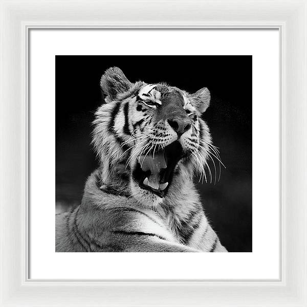 Tiger, Black and White / Art Photo - Framed Print