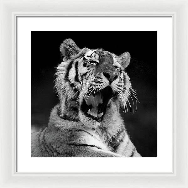 Tiger, Black and White / Art Photo - Framed Print