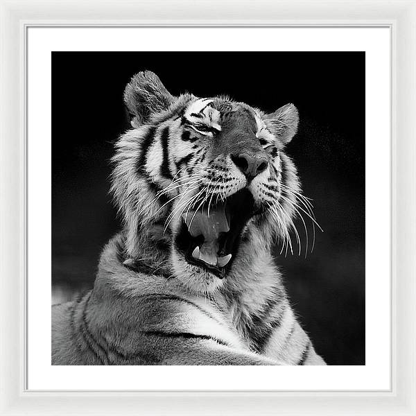 Tiger, Black and White / Art Photo - Framed Print