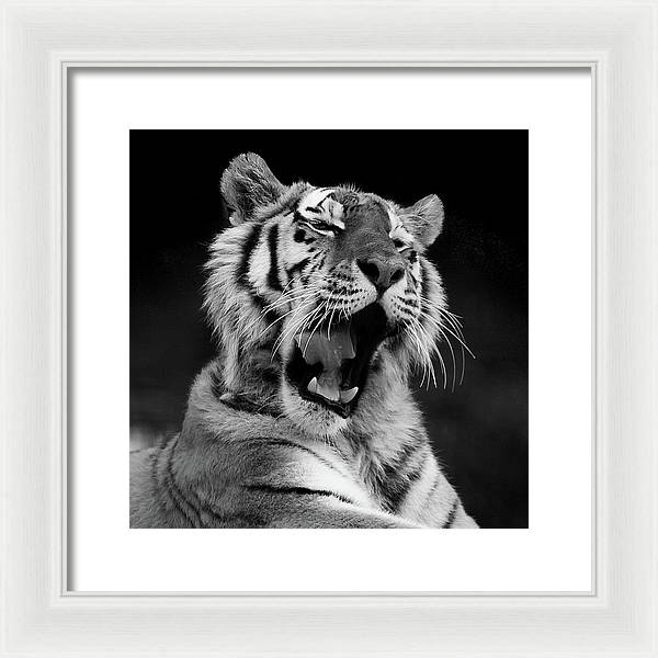 Tiger, Black and White / Art Photo - Framed Print