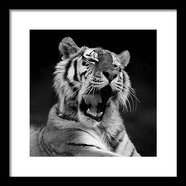 Tiger, Black and White / Art Photo - Framed Print