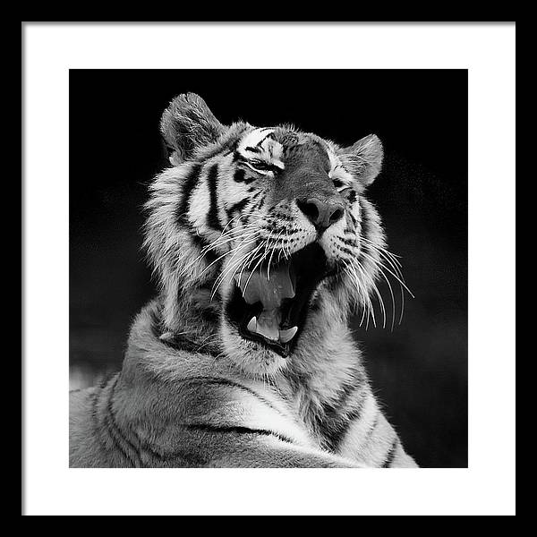 Tiger, Black and White / Art Photo - Framed Print