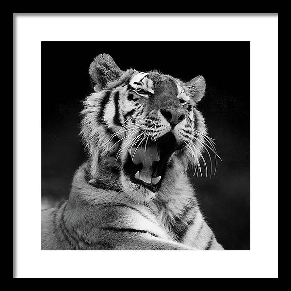 Tiger, Black and White / Art Photo - Framed Print