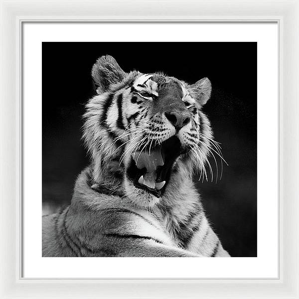 Tiger, Black and White / Art Photo - Framed Print