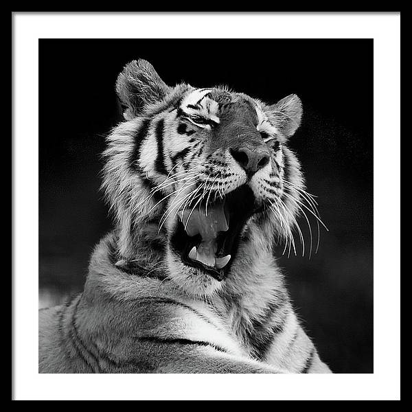 Tiger, Black and White / Art Photo - Framed Print