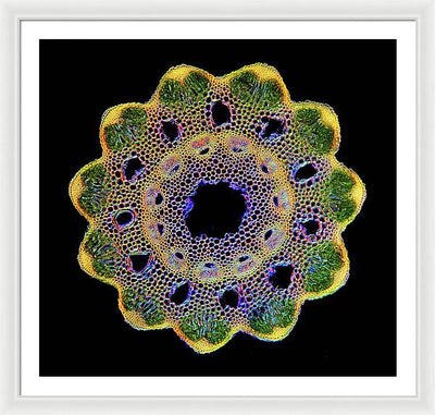 Transversal Cross-Section through Horsetail Equisetum Stalk / Art Photo - Framed Print