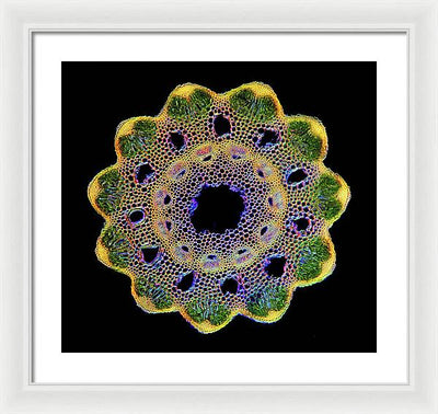 Transversal Cross-Section through Horsetail Equisetum Stalk / Art Photo - Framed Print