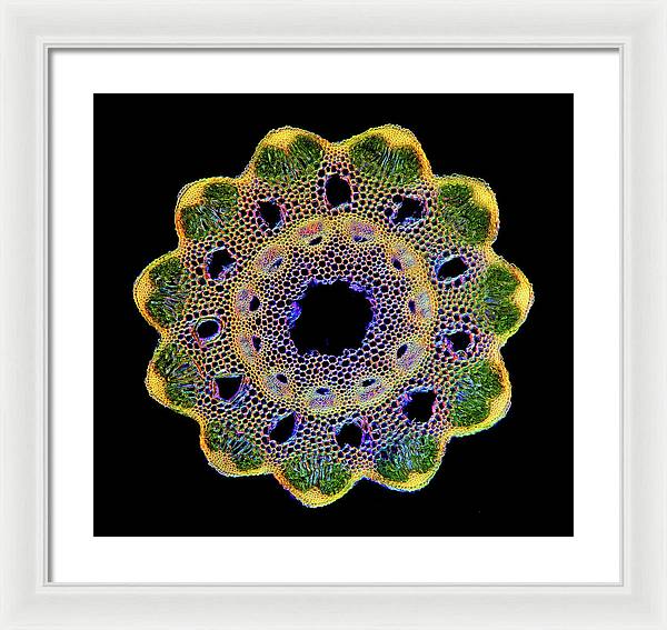 Transversal Cross-Section through Horsetail Equisetum Stalk / Art Photo - Framed Print