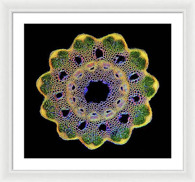 Transversal Cross-Section through Horsetail Equisetum Stalk / Art Photo - Framed Print