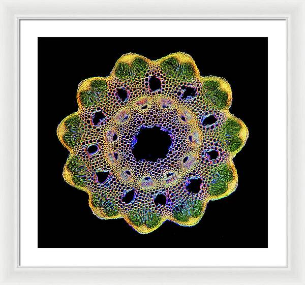 Transversal Cross-Section through Horsetail Equisetum Stalk / Art Photo - Framed Print