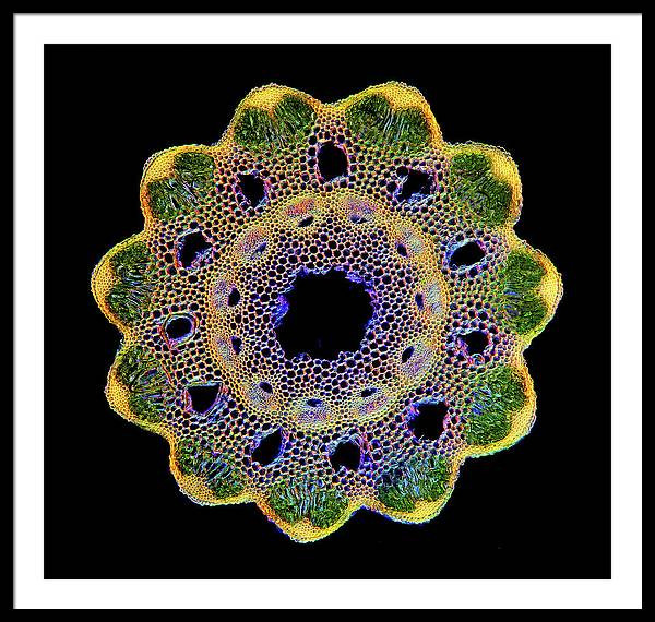 Transversal Cross-Section through Horsetail Equisetum Stalk / Art Photo - Framed Print