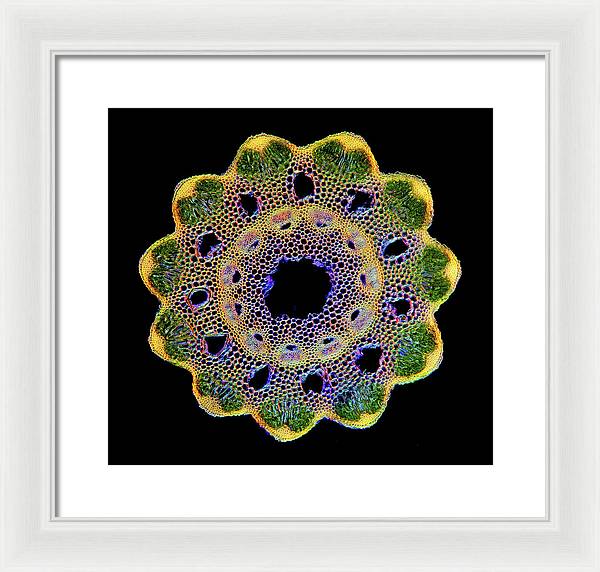 Transversal Cross-Section through Horsetail Equisetum Stalk / Art Photo - Framed Print