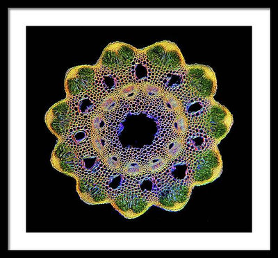 Transversal Cross-Section through Horsetail Equisetum Stalk / Art Photo - Framed Print