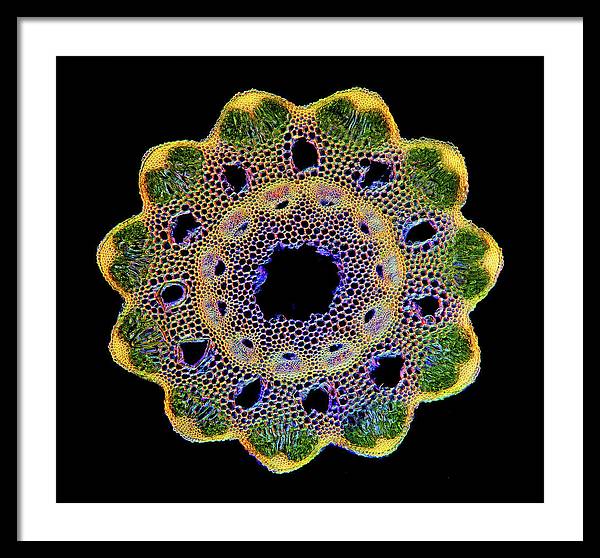 Transversal Cross-Section through Horsetail Equisetum Stalk / Art Photo - Framed Print