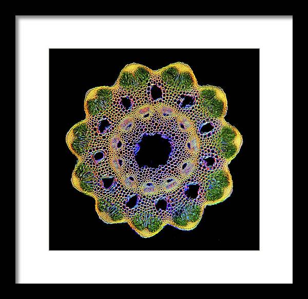 Transversal Cross-Section through Horsetail Equisetum Stalk / Art Photo - Framed Print