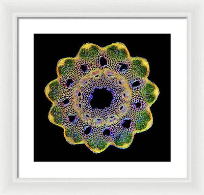 Transversal Cross-Section through Horsetail Equisetum Stalk / Art Photo - Framed Print