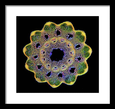 Transversal Cross-Section through Horsetail Equisetum Stalk / Art Photo - Framed Print