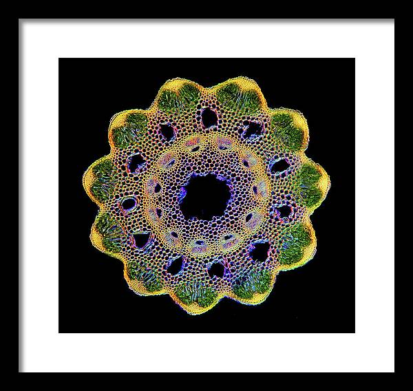 Transversal Cross-Section through Horsetail Equisetum Stalk / Art Photo - Framed Print