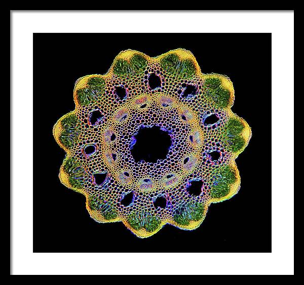 Transversal Cross-Section through Horsetail Equisetum Stalk / Art Photo - Framed Print