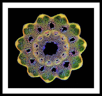 Transversal Cross-Section through Horsetail Equisetum Stalk / Art Photo - Framed Print