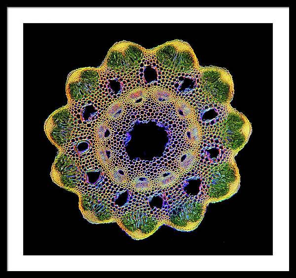 Transversal Cross-Section through Horsetail Equisetum Stalk / Art Photo - Framed Print