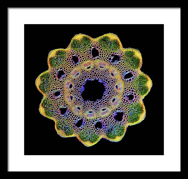 Transversal Cross-Section through Horsetail Equisetum Stalk / Art Photo - Framed Print