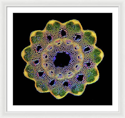 Transversal Cross-Section through Horsetail Equisetum Stalk / Art Photo - Framed Print