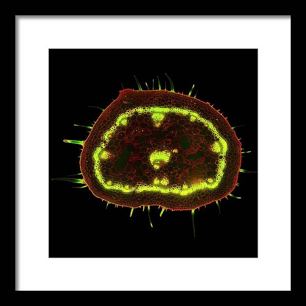 Transverse Cut of a Geranium Branch / Art Photo - Framed Print