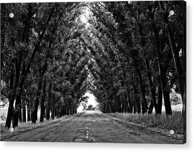 Tree Lined Road / Art Photo - Acrylic Print