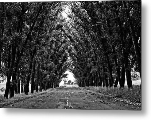 Tree Lined Road / Art Photo - Metal Print